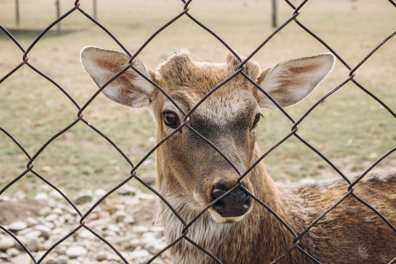 Deer Fencing Repair